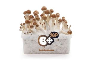 B+ FreshMushrooms Mushroom Grow Kit 1200cc